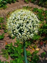 Allium Cepa 002