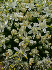 Allium Cepa 003