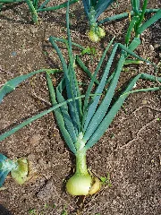 Allium Cepa 004
