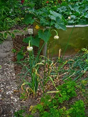 Allium Sativum 001
