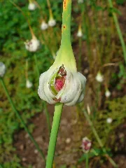 Allium Sativum 002