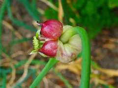 Allium Sativum 003