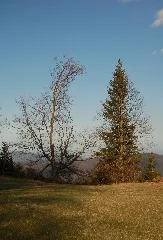Almesbrunnberg, Trees