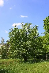 Alnus Incana 10052009Mr