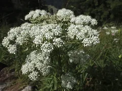 Alpen Kälberkropf (Chaerophyllum Villarsii) Brecherspitz (9965578125)