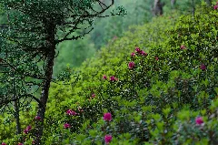 Alpenrose (16812393522)