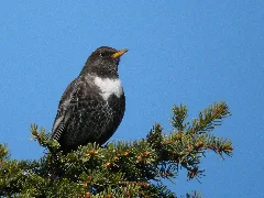 Alpine Ring Ouzel (Turdus Torquatus), Karwendel Mountains, Austria (5756291760)