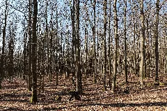 Alsberger Hang Gutsbezirk Spessart 2022 03 09 03