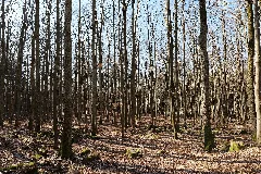 Alsberger Hang Gutsbezirk Spessart 2022 03 09 04