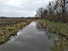 Alte Aue Südlich Nienhagen, Blick Südwärts