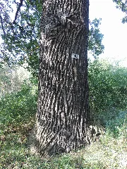 Alte Eiche Im Naturschutzgebiet "Schöbendorfer Busch" Panoramio