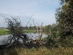 Alte Elbe Kathewitz1