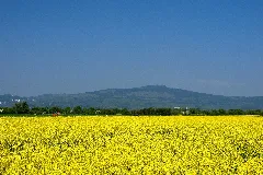 Altkoenig Von Eschborn