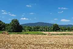Altkoenig Von Schwalbach Mde 2