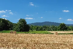 Altkoenig Von Schwalbach Mde 4