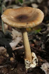 Amanita Fulva (37837673226)