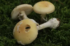 Amanita Gemmata (26257533119)