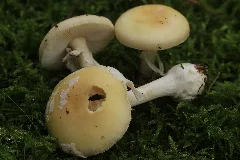 Amanita Gemmata (38035058391)