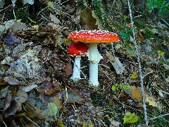 Amanita Muscaria 001