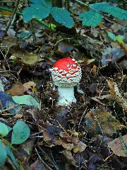 Amanita Muscaria 002