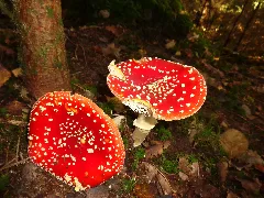 Amanita Muscaria, Detail Hausen, Obersontheim 2016