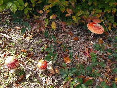 Amanita Muscaria Mde 2