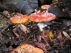 Amanita Muscaria Panoramio (3)