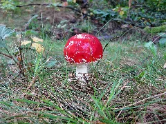 Amanita Muscaria Panoramio (4)