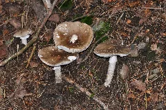 Amanita Pantherina Qtl1