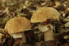 Amanita Rubescens (28158109582)