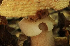 Amanita Rubescens (28227682266)