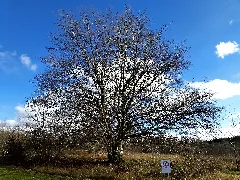 Amazing Tree(Not For Alphi) Panoramio