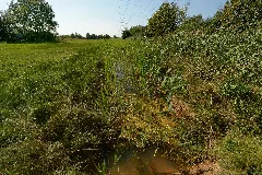 Amphibiengewässer (Lik.nord) 2018 08 19 (01)