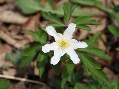 Amstetten Naturdenkmal Am 081 Kalktuffquellen Am Jakobsbrunnenweg Busch Windröschen (Anemone Nemorosa)