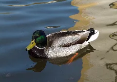 Anas Platyrhynchos Lc0192