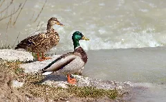 Anas Platyrhynchos Male Female