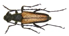 Anastrangalia Dubia (Scopoli, 1763) Male (3176601275)