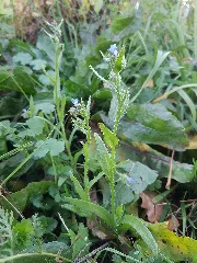 Anchusa Arvensis Subsp. Orientalis Sl36