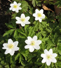 Anemone Nemorosa Horst