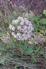 Angelica Sylvestris In Thüringen 3094