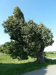 Anhauser Linde