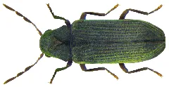 Anobium Punctatum (Degeer, 1774) (7195681484)