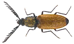 Anostirus Castaneus (Linnaeus, 1758) Male (23916230251)