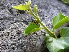 Ant On Plant