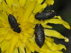 Anthaxia Quadripunctata 03 Fws