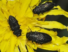 Anthaxia Quadripunctata 04 Fws
