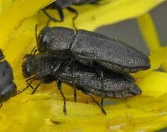 Anthaxia Quadripunctata 05 Fws