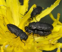 Anthaxia Quadripunctata 06 Fws
