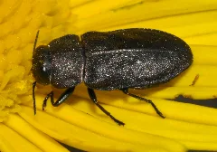 Anthaxia Quadripunctata 07 Fws