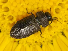 Anthaxia Quadripunctata 08 Fws